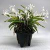 Neofinetia falcata Kinro kaku 金鏤閣 